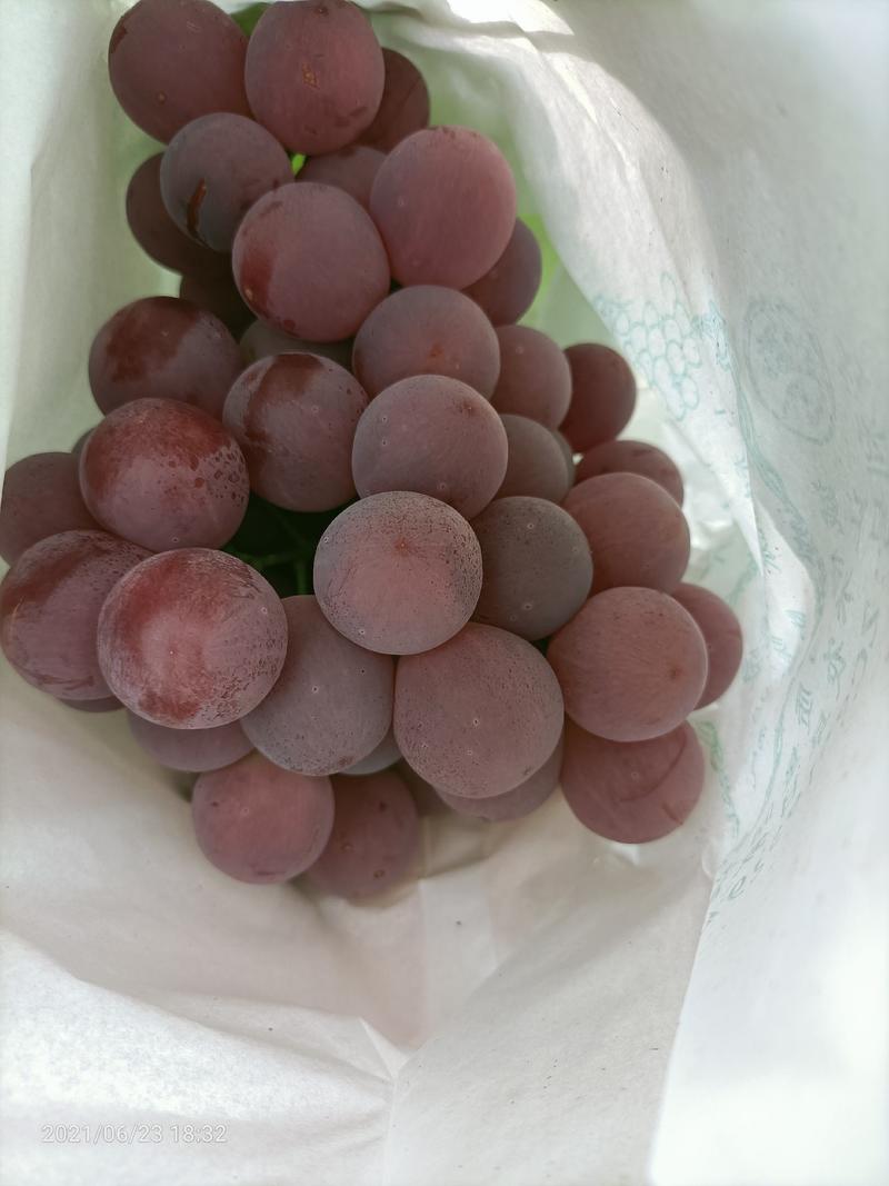 云南省大理白族自治州宾川县红提葡萄，大量上市中
