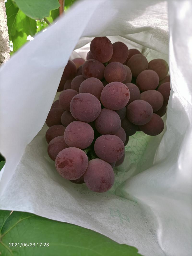 云南省大理白族自治州宾川县红提葡萄，大量上市中