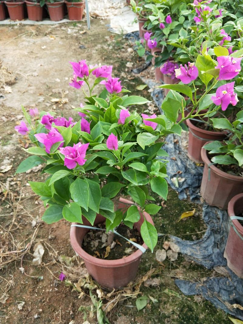 安格斯三角梅云南紫，长期供应，基地直销，，，，，，，，，