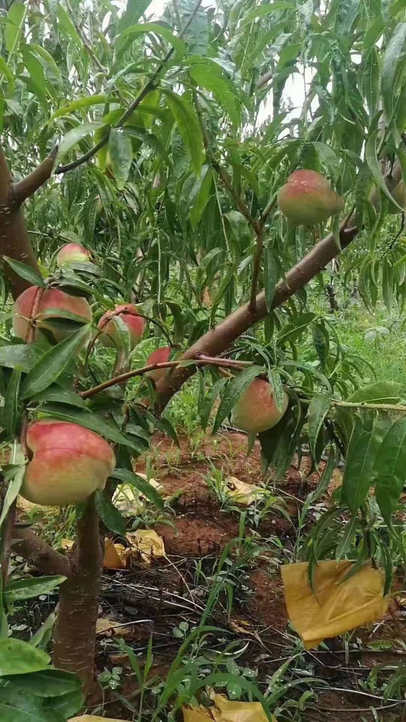 云南蒙自水蜜桃(鹰嘴蜜桃)