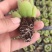 熊童子穴盘苗熊掌多肉植物拼多多淘宝直播专供