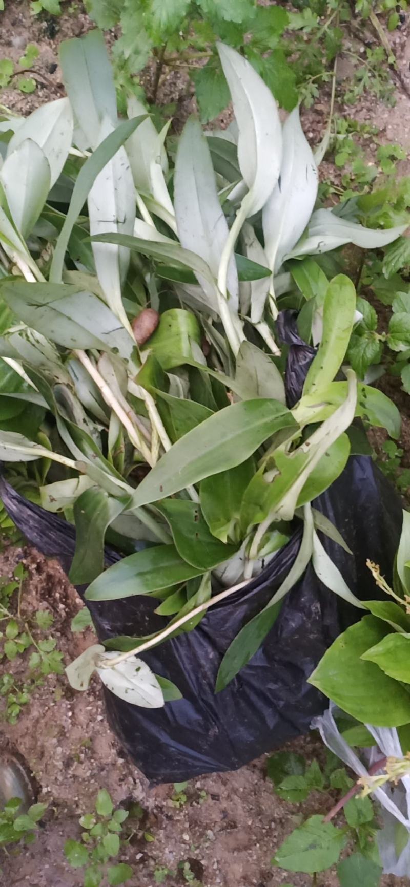 云南原生态双肾草种苗，苗子大成活率高有需要种植的老板抓了