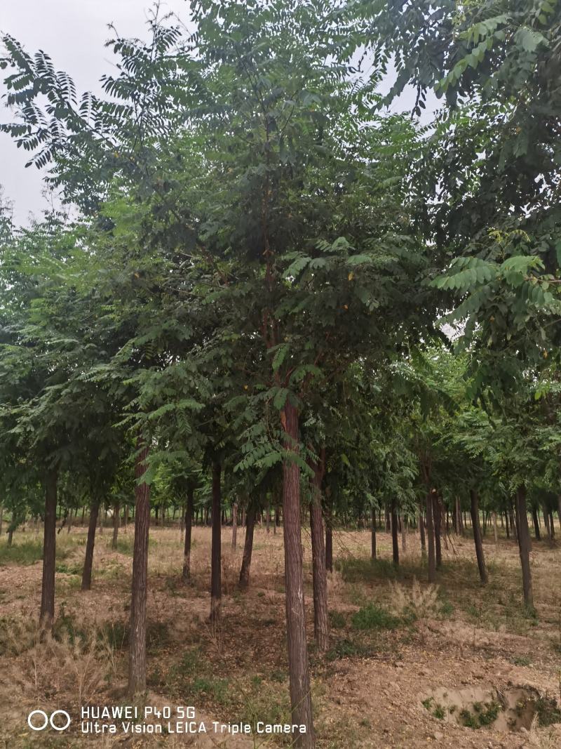 8-9-10-12公分刺槐，洋槐，绿曦苗圃刺槐基地。河北
