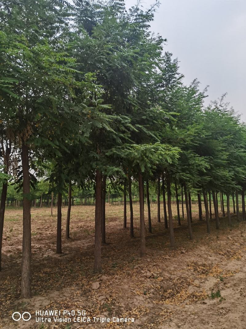 8-9-10-12公分刺槐，洋槐，绿曦苗圃刺槐基地。河北