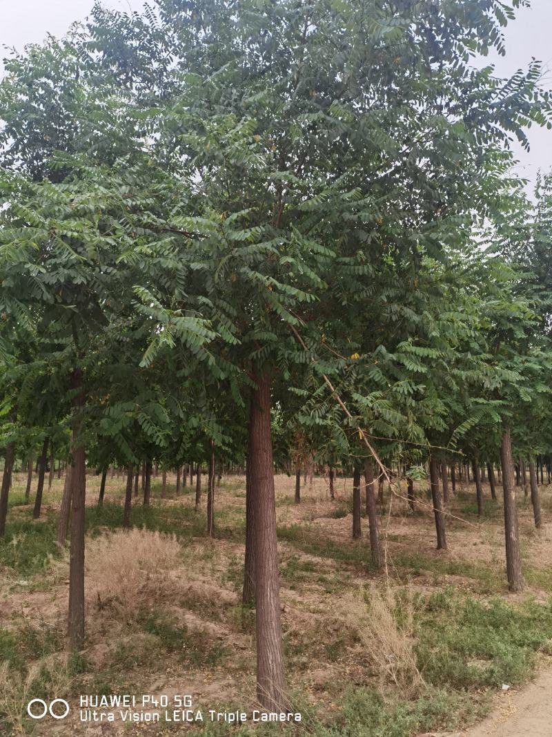 8-9-10-12公分刺槐，洋槐，绿曦苗圃刺槐基地。河北
