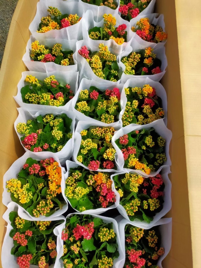 长寿花盆栽租摆花卉批发价格四季开花颜色齐全