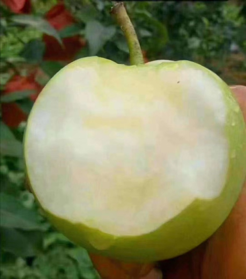 大量供应绿宝石梨脆甜汁多