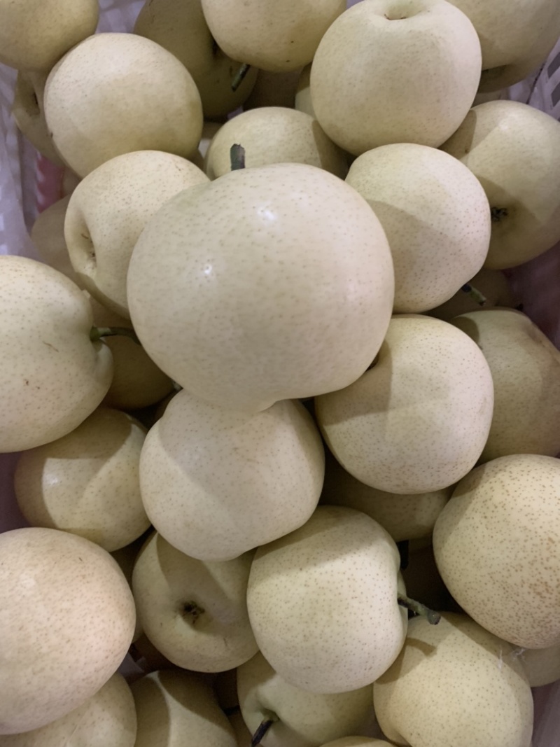 大量供应绿宝石梨脆甜汁多