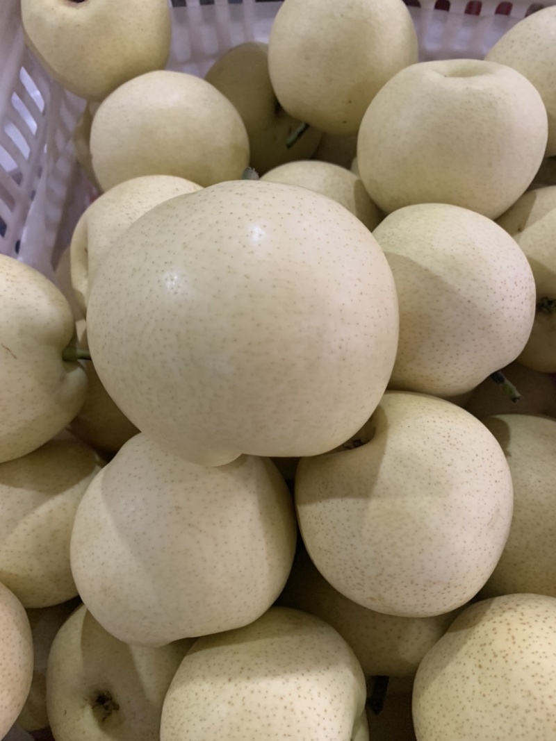 大量供应绿宝石梨脆甜汁多