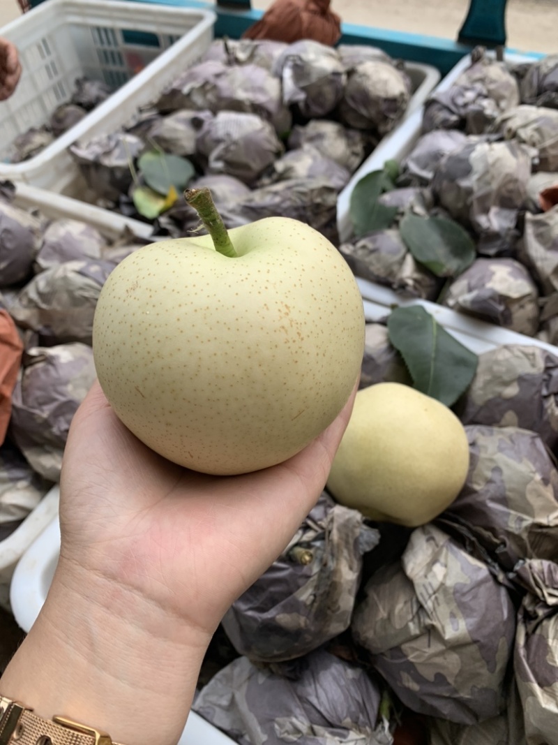 大量供应绿宝石梨脆甜汁多