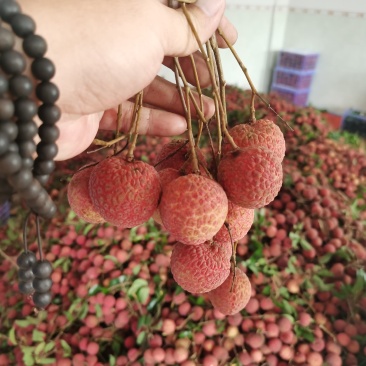禾荔，贵妃红荔枝。每天3万斤装筐