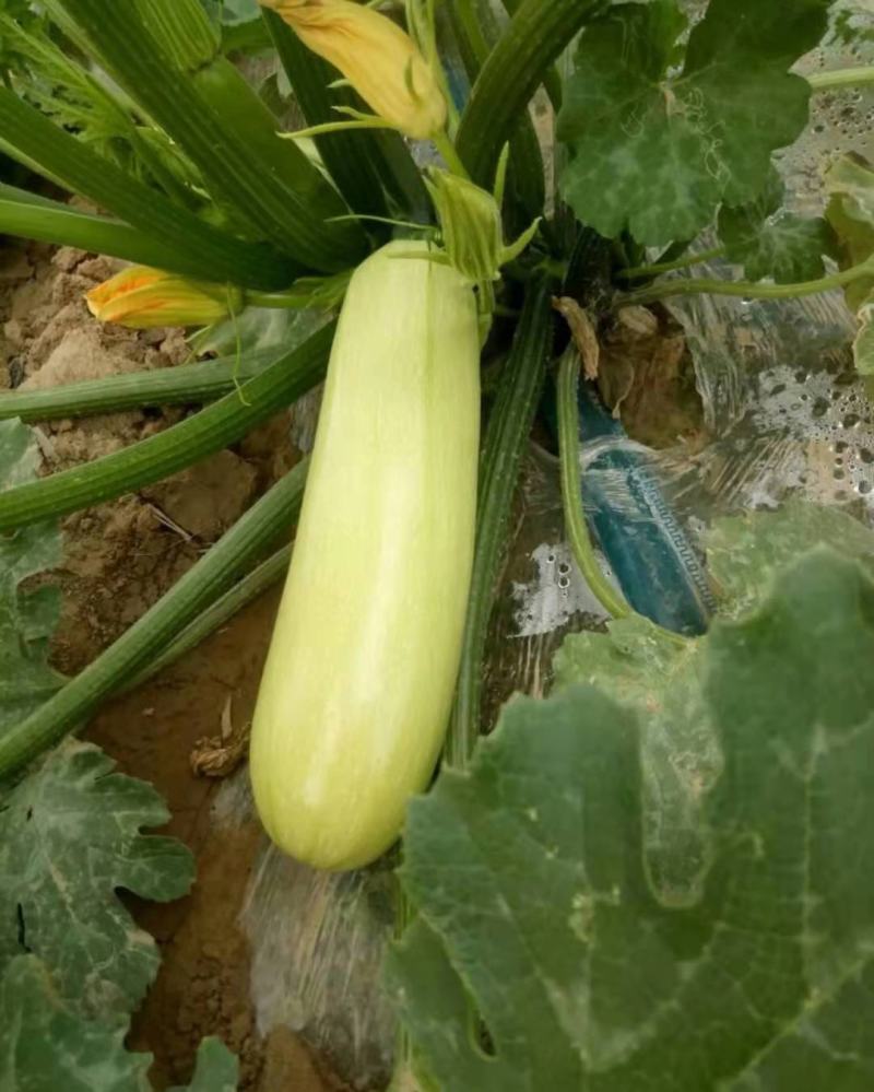西葫芦