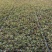 五色草红绿五色草造型五色草