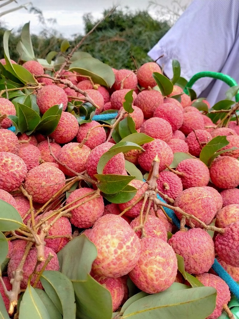 荔枝诚信代办
