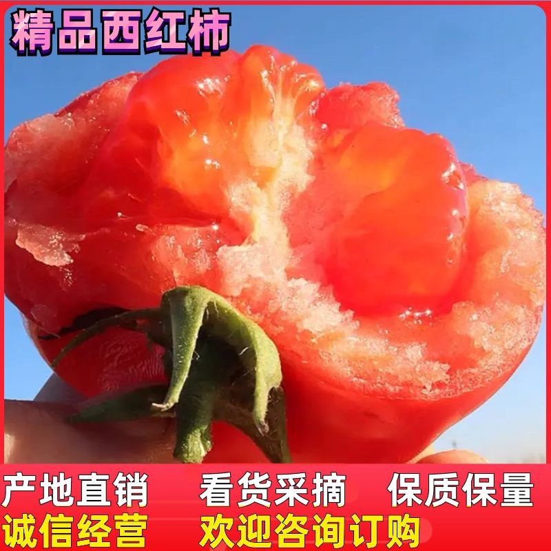 西红柿吉洛比利产地直销看货采摘保质保量欢迎订