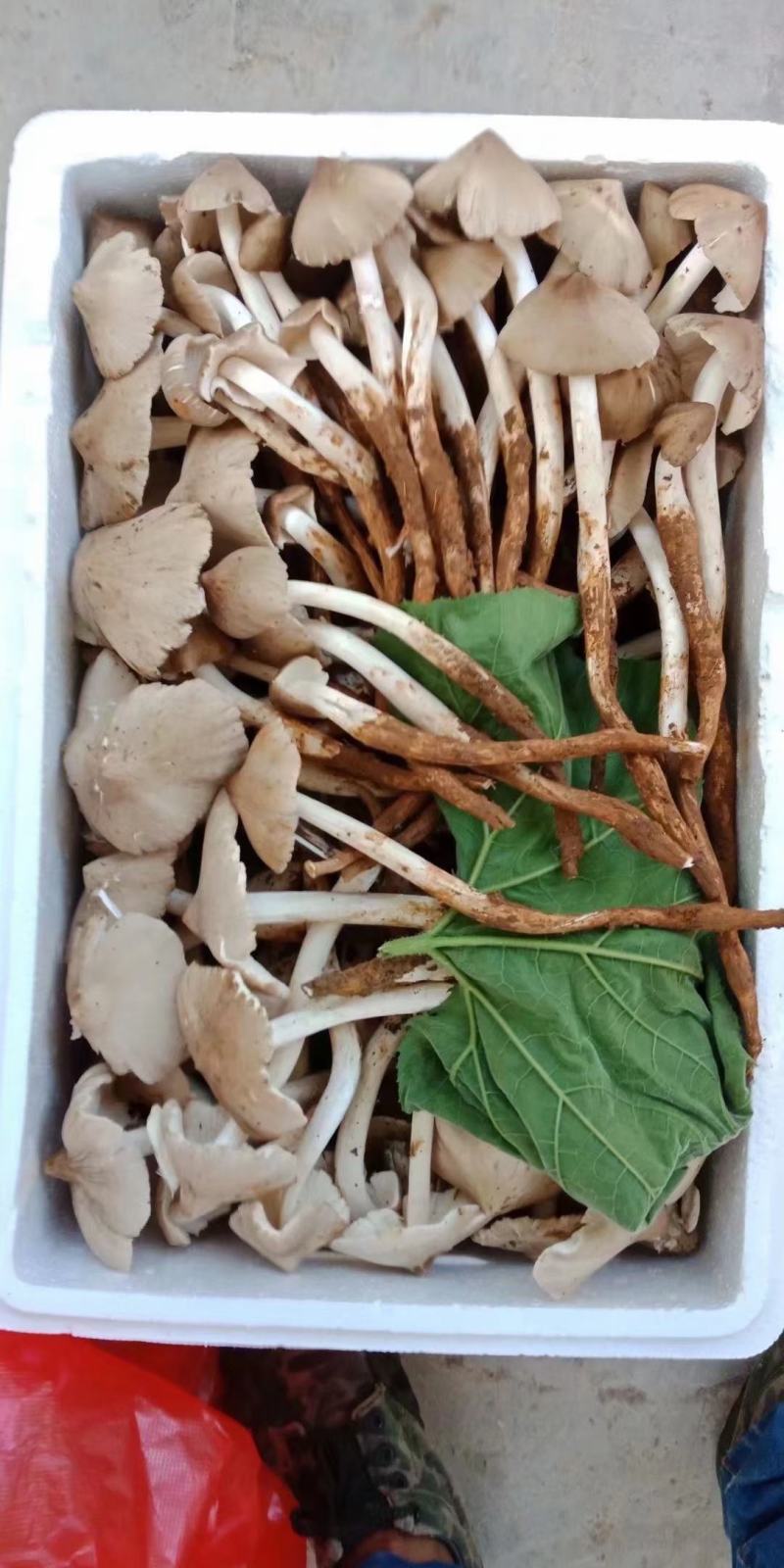贵州本地鸡枞菌
