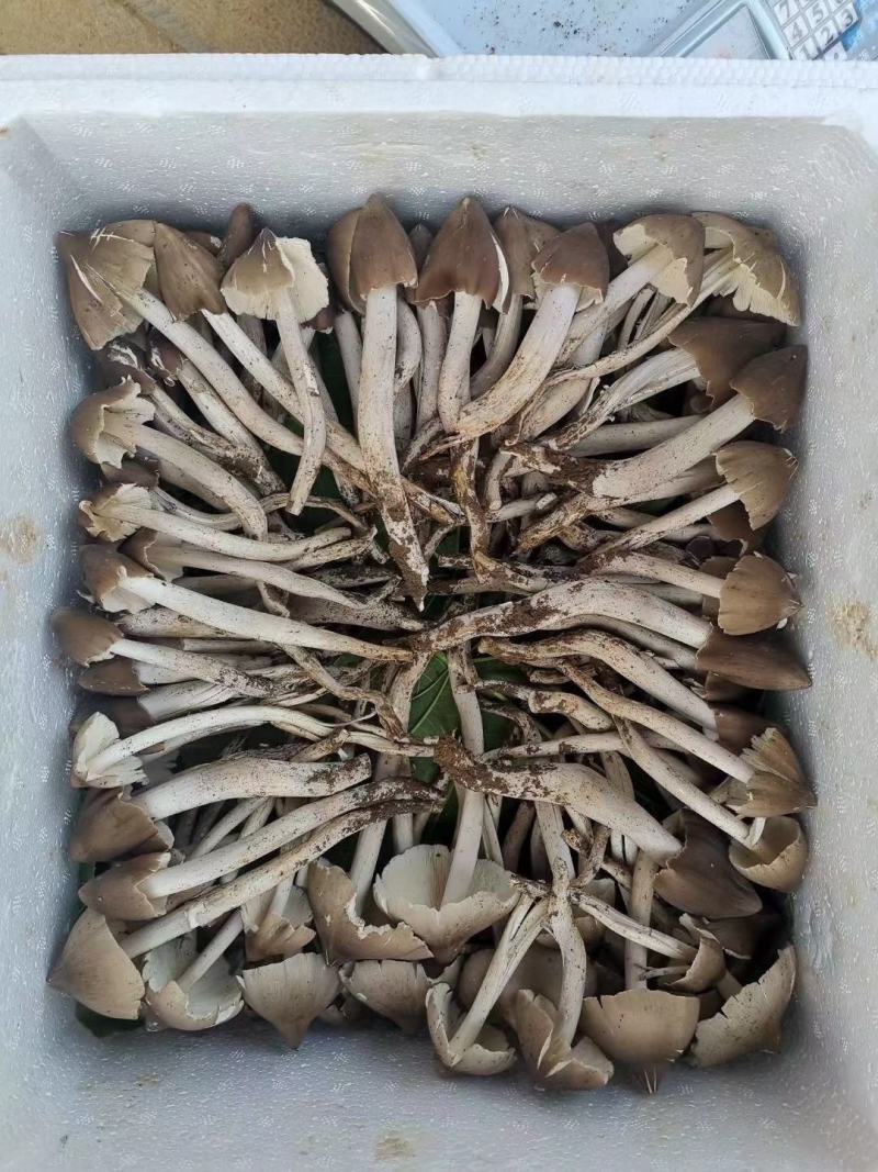 贵州本地鸡枞菌