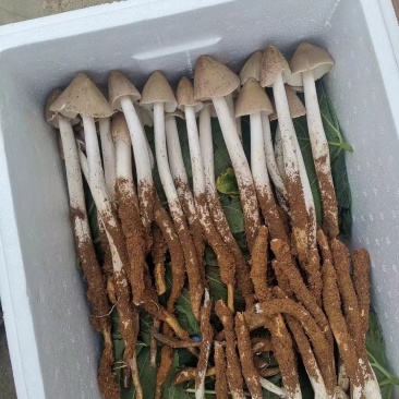贵州本地鸡枞菌