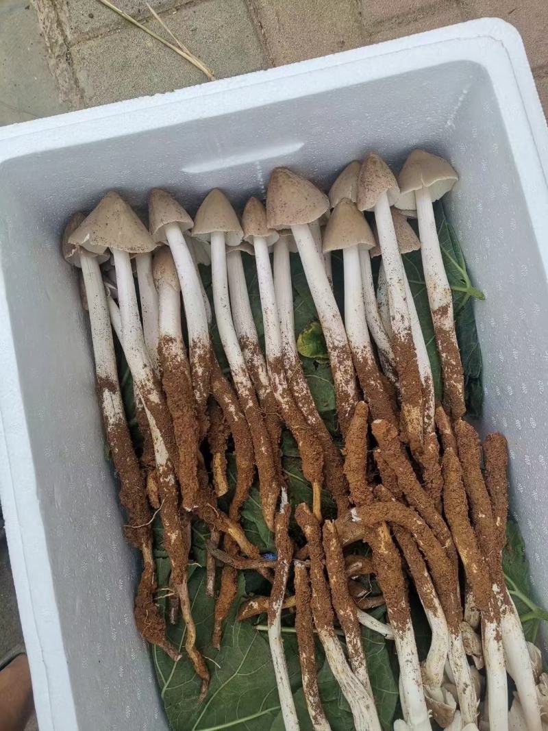 贵州本地鸡枞菌