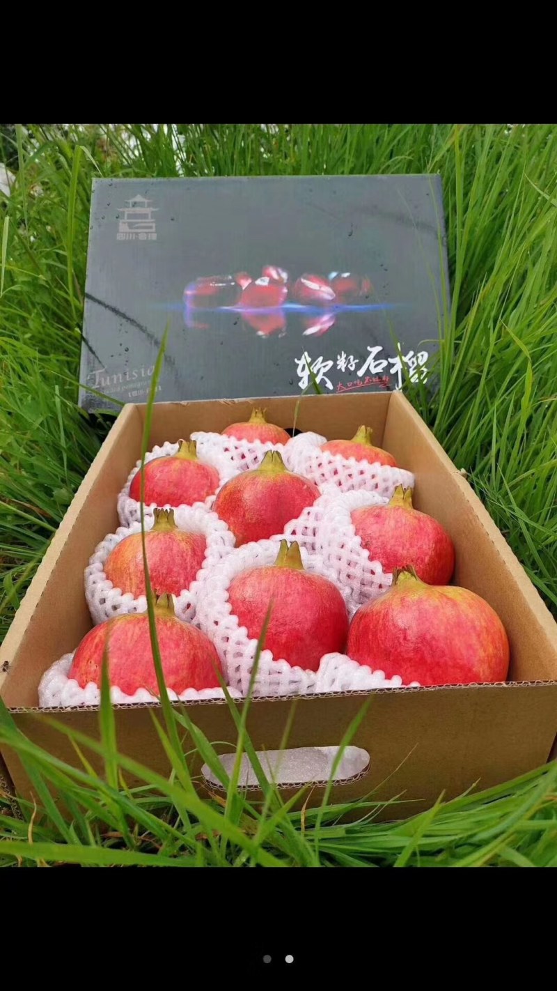 大凉山会理突尼斯软籽石榴即将上市