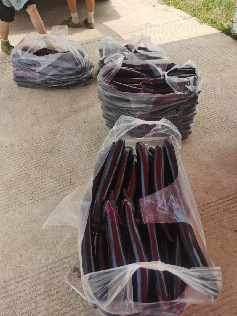 贵州中茄一手货源产地直供黔货外发工厂