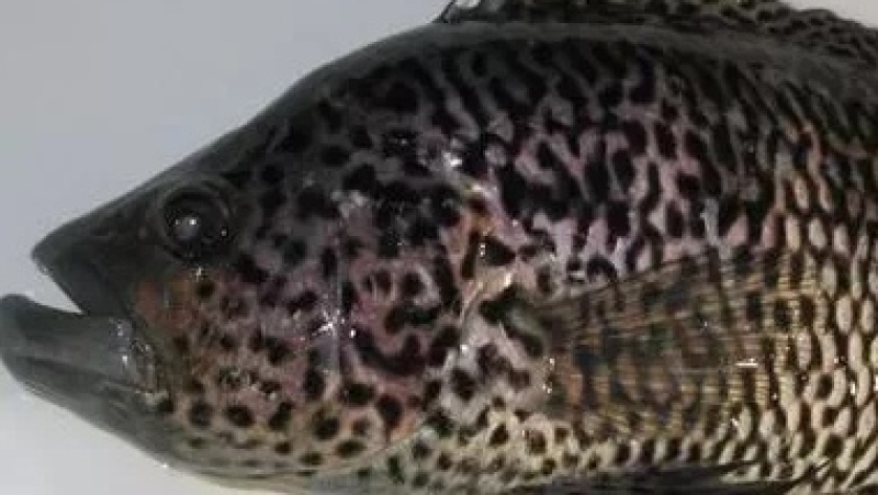 淡水石斑鱼