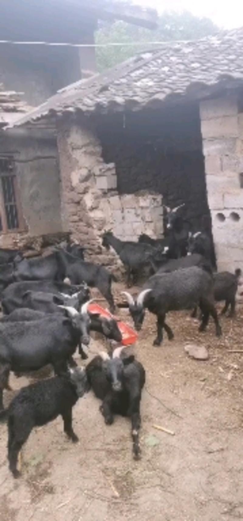 本地黑山羊，一手货源，产地直供，可视频看货