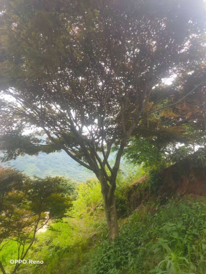 中国红枫12公分15公分中国红枫美国红枫苗圃直供价格优惠