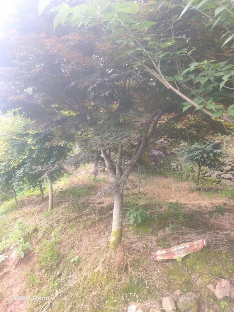 中国红枫12公分15公分中国红枫美国红枫苗圃直供价格优惠