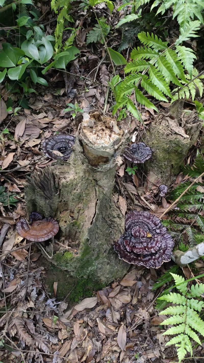 深山野生正宗枫树灵芝黑灵芝