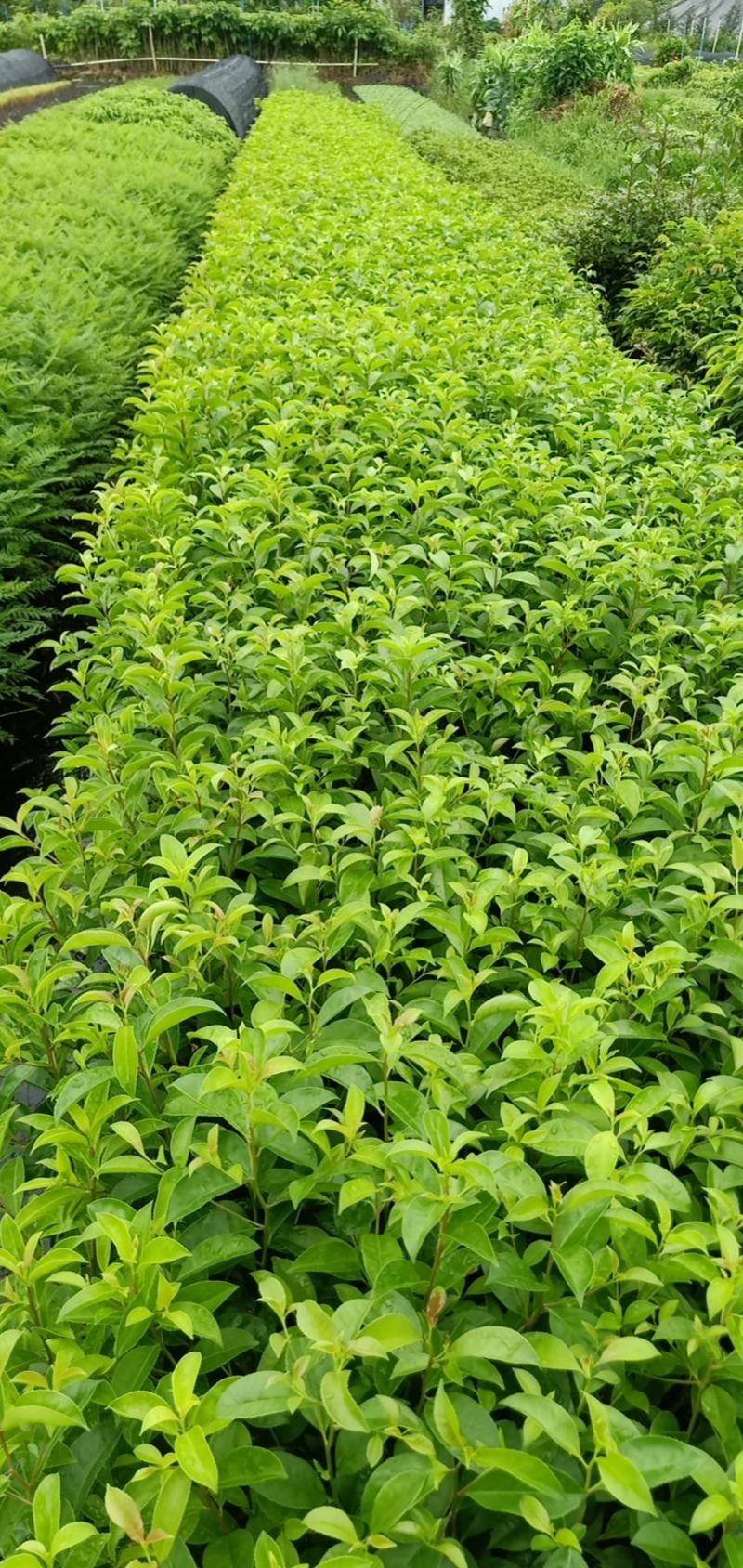 铁冬青绿化工程树苗别墅院子种植树苗合适种植树苗