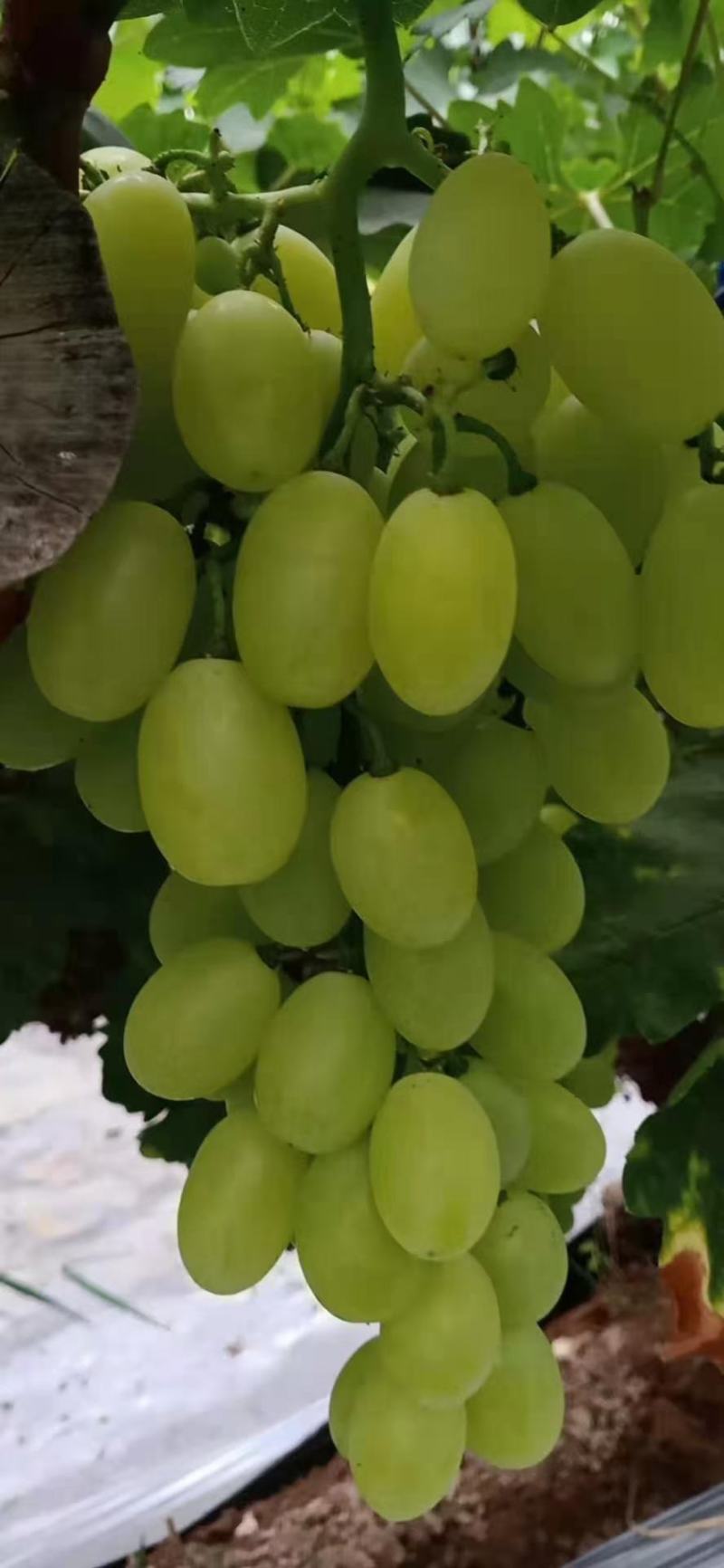 个体户种植优质青提，欢迎客商前来采购，一手货源3万斤成佳