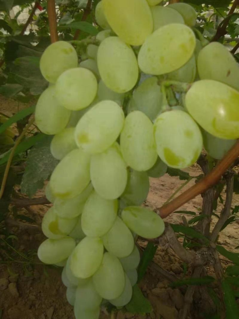 个体户种植优质青提，欢迎客商前来采购，一手货源3万斤成佳