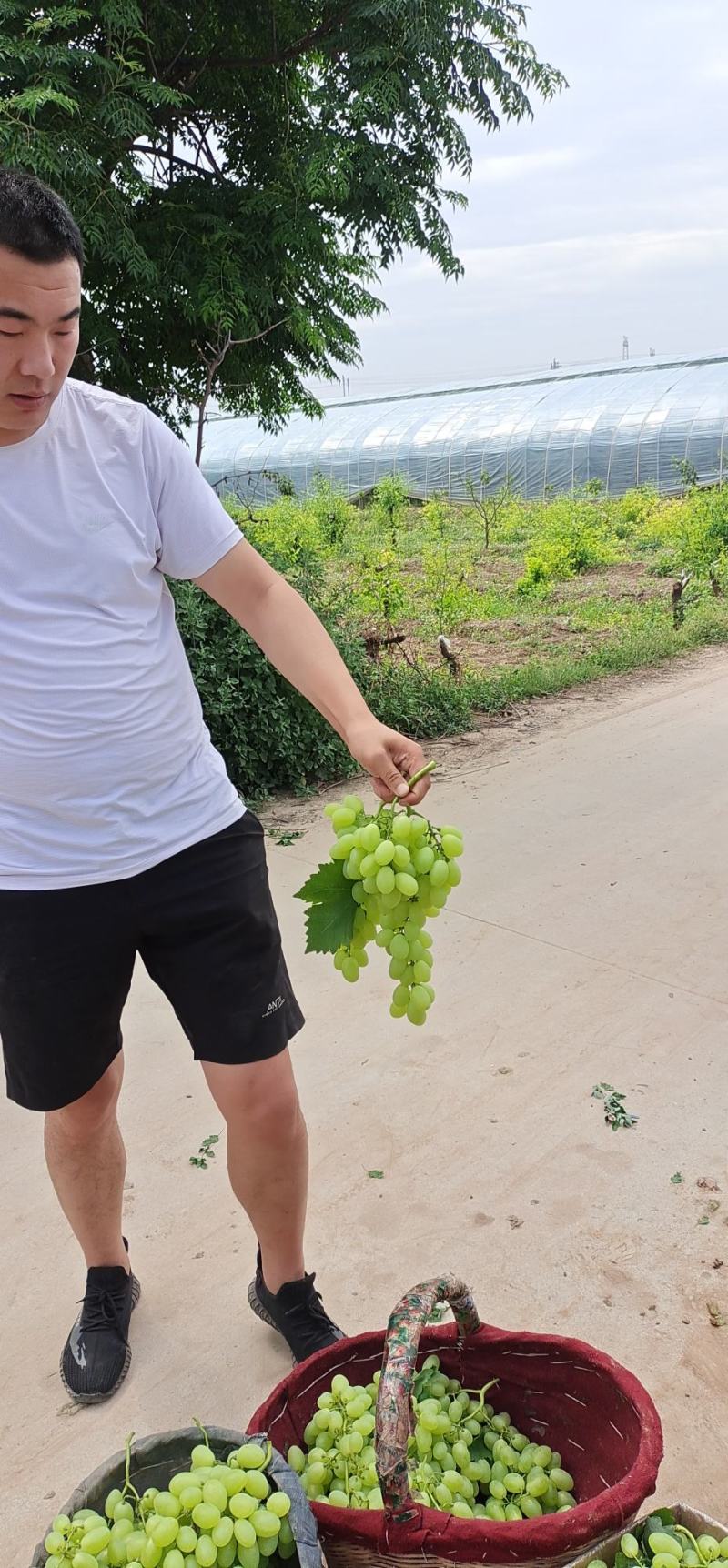 个体户种植优质青提，欢迎客商前来采购，一手货源3万斤成佳