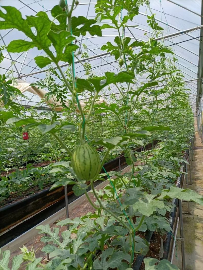 大棚蔬菜黄瓜西红柿辣椒吊绳吊蔓绳吊秧绳熟料塑料绳子抗氧化