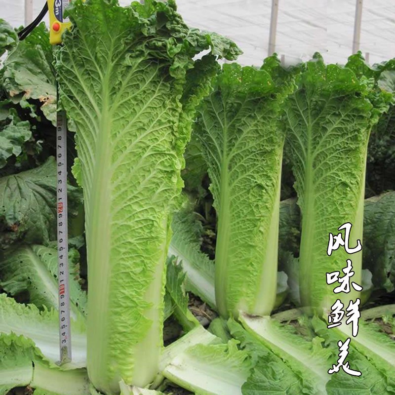 天津青麻叶白菜种子青口白白种子竹筒白菜种子竹筒青白菜种子