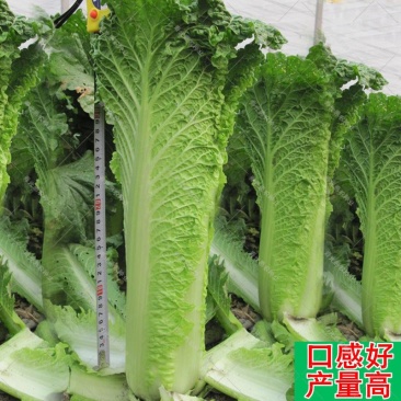 天津青麻叶白菜种子青口白白种子竹筒白菜种子竹筒青白菜种子