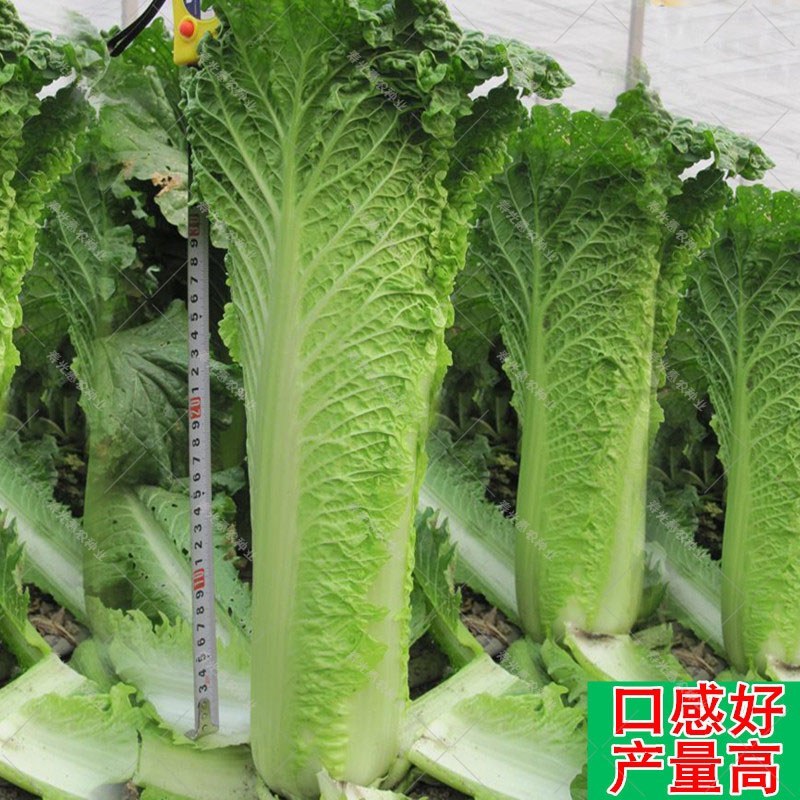 天津青麻叶白菜种子青口白白种子竹筒白菜种子竹筒青白菜种子