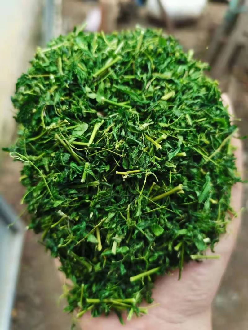 相思茶鸡骨草叶相思藤茶货大质优