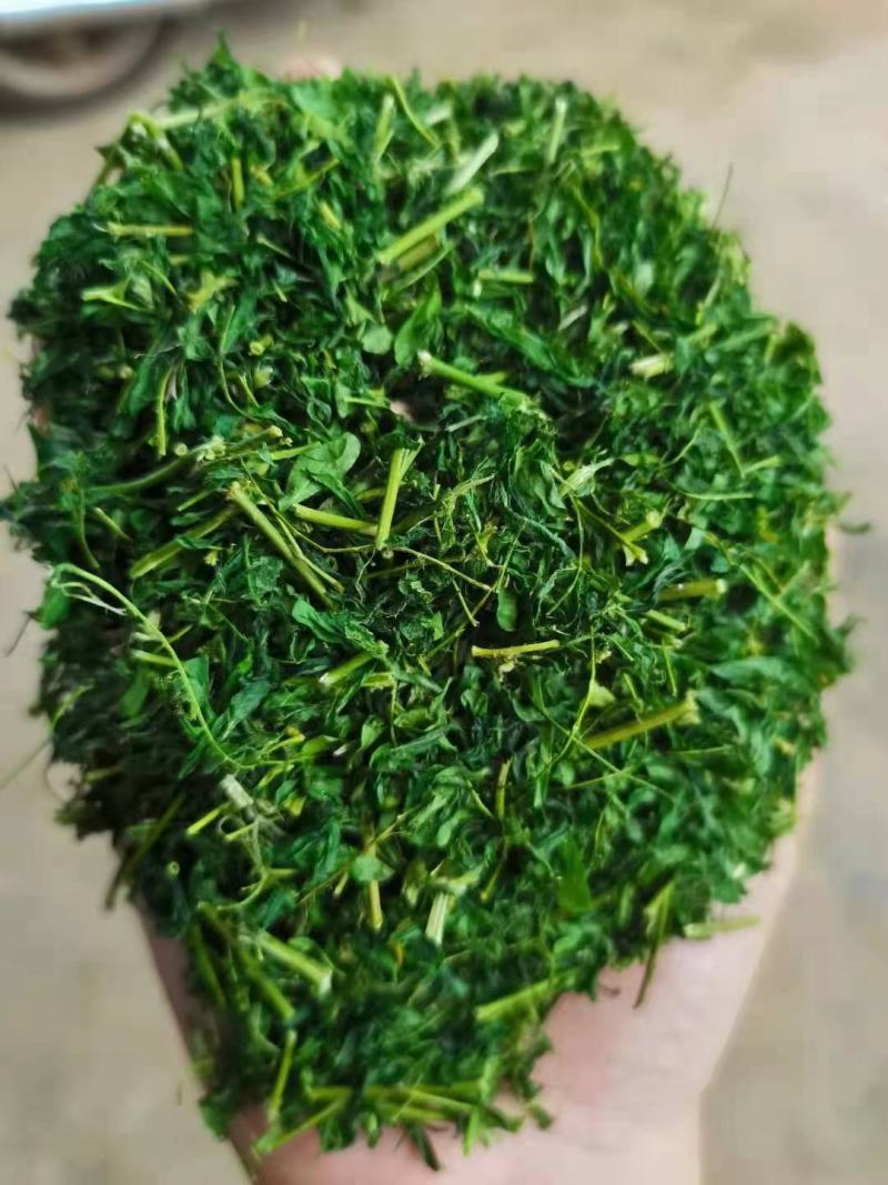 相思茶鸡骨草叶相思藤茶货大质优