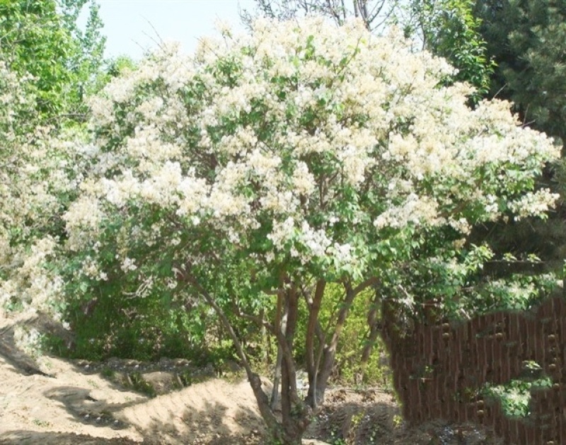 紫丁香，白丁香，1.5米丛生丁香，2米丛生丁香