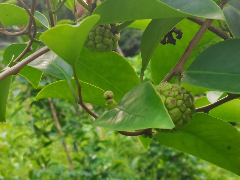 布福娜
