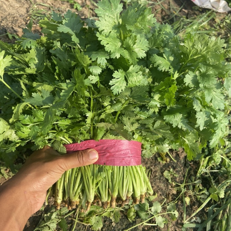 精品香菜🔥🔥🔥大量上市有需要的老板联系！