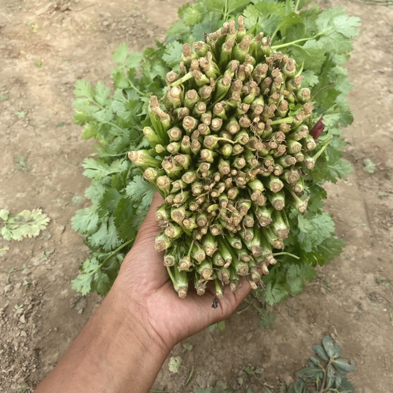 精品香菜🔥🔥🔥大量上市有需要的老板联系！
