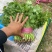 精品香菜🔥🔥🔥大量上市有需要的老板联系！