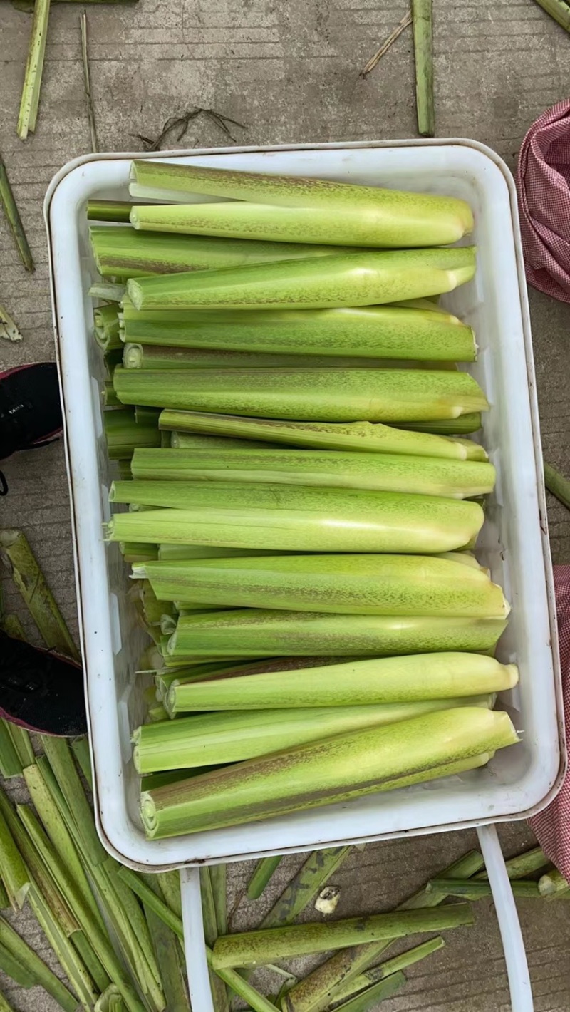 茭白