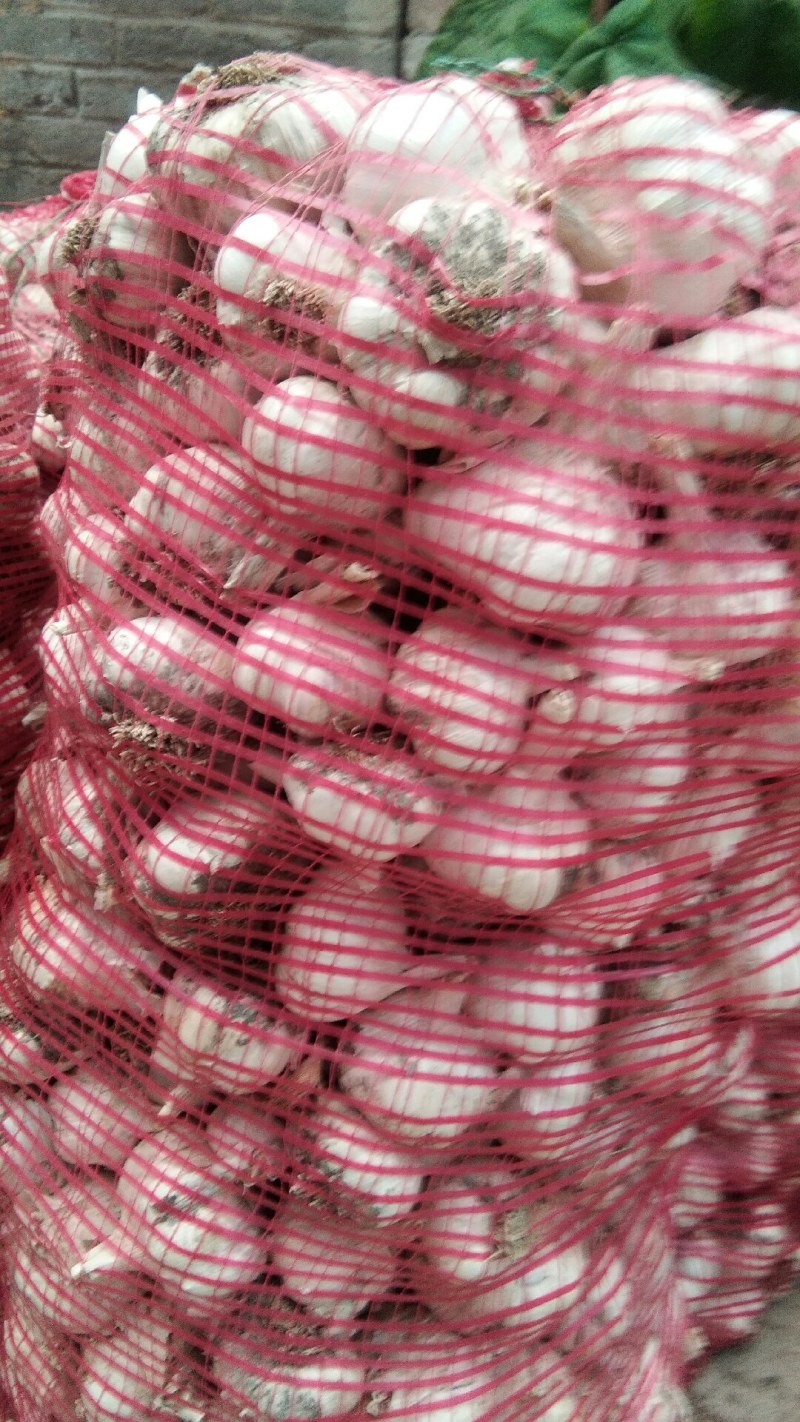 优质紫皮大蒜