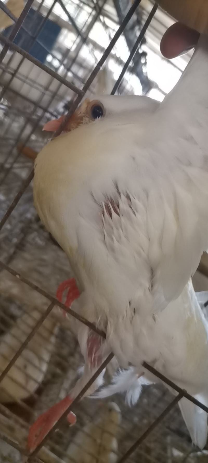 乳鸽中鸽毛鸽活鸽批发鸽场直销5元起，200只起批