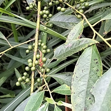 木姜子，山苍子，山胡椒，纯根，鲜货，天然生长