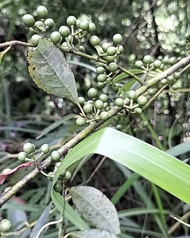 木姜子，山苍子，山胡椒，纯根，鲜货，天然生长